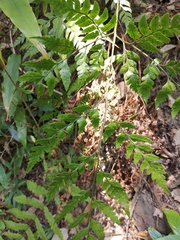 Davallia divaricata