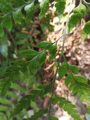 Davallia divaricata