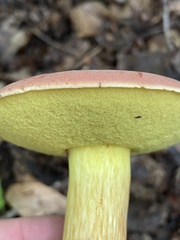 Boletus miniatopallescens