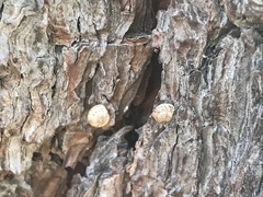 Microxeromagna lowei