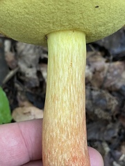 Boletus miniatopallescens