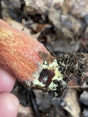 Boletus miniatopallescens