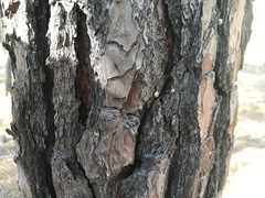 Microxeromagna lowei