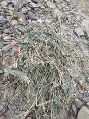 Astragalus varius eupatoricus