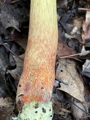 Boletus miniatopallescens