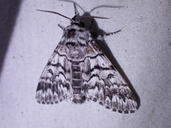 Panthea virginarius