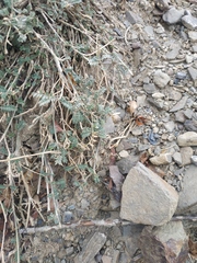 Astragalus varius eupatoricus