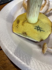 Boletus miniatopallescens