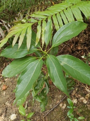 Cinnamomum cassia