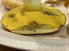 Boletus miniatopallescens