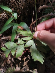 Davallia divaricata