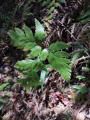 Davallia divaricata