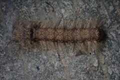 Paralebeda plagifera