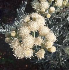 Senecio viravira