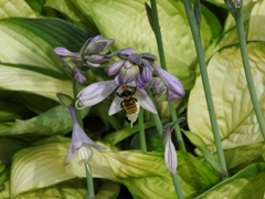Bombus borealis image