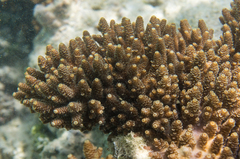 Acropora tenuis