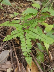 Adiantum flabellulatum