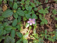 Melastoma dodecandrum