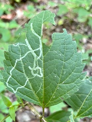 Liriomyza eupatoriella