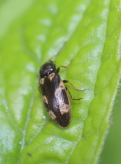 Eanus maculipennis