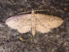 Eupithecia unicolor