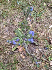 Echium vulgare