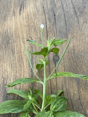 Epilobium roseum