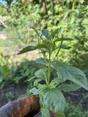 Epilobium roseum