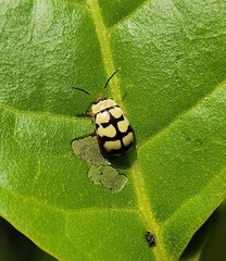 Alagoasa jacobiana