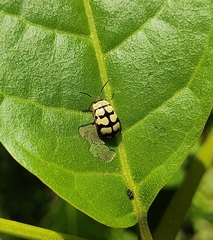 Alagoasa jacobiana