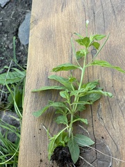 Epilobium roseum