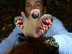 Pterochroza ocellata