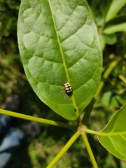 Alagoasa jacobiana