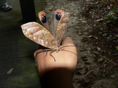 Pterochroza ocellata