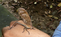 Pterochroza ocellata