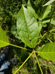 Alagoasa jacobiana