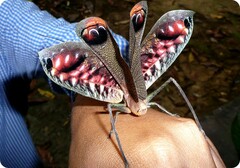 Pterochroza ocellata