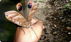 Pterochroza ocellata