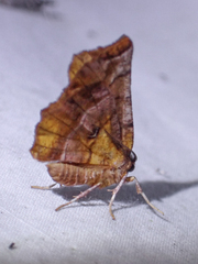 Selenia alciphearia