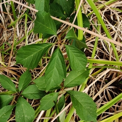 Parthenocissus quinquefolia