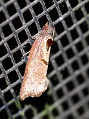Glyphidoptera insignana