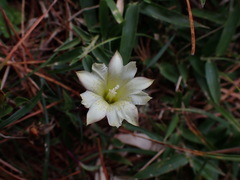 Gentiana scabrida