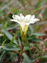 Gentiana scabrida