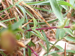 Gentiana scabrida