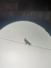 Ictinia mississippiensis