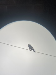 Ictinia mississippiensis