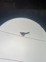 Ictinia mississippiensis