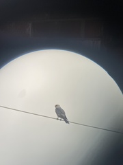 Ictinia mississippiensis