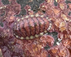 Boreochiton ruber