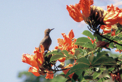 Melanerpes hoffmannii